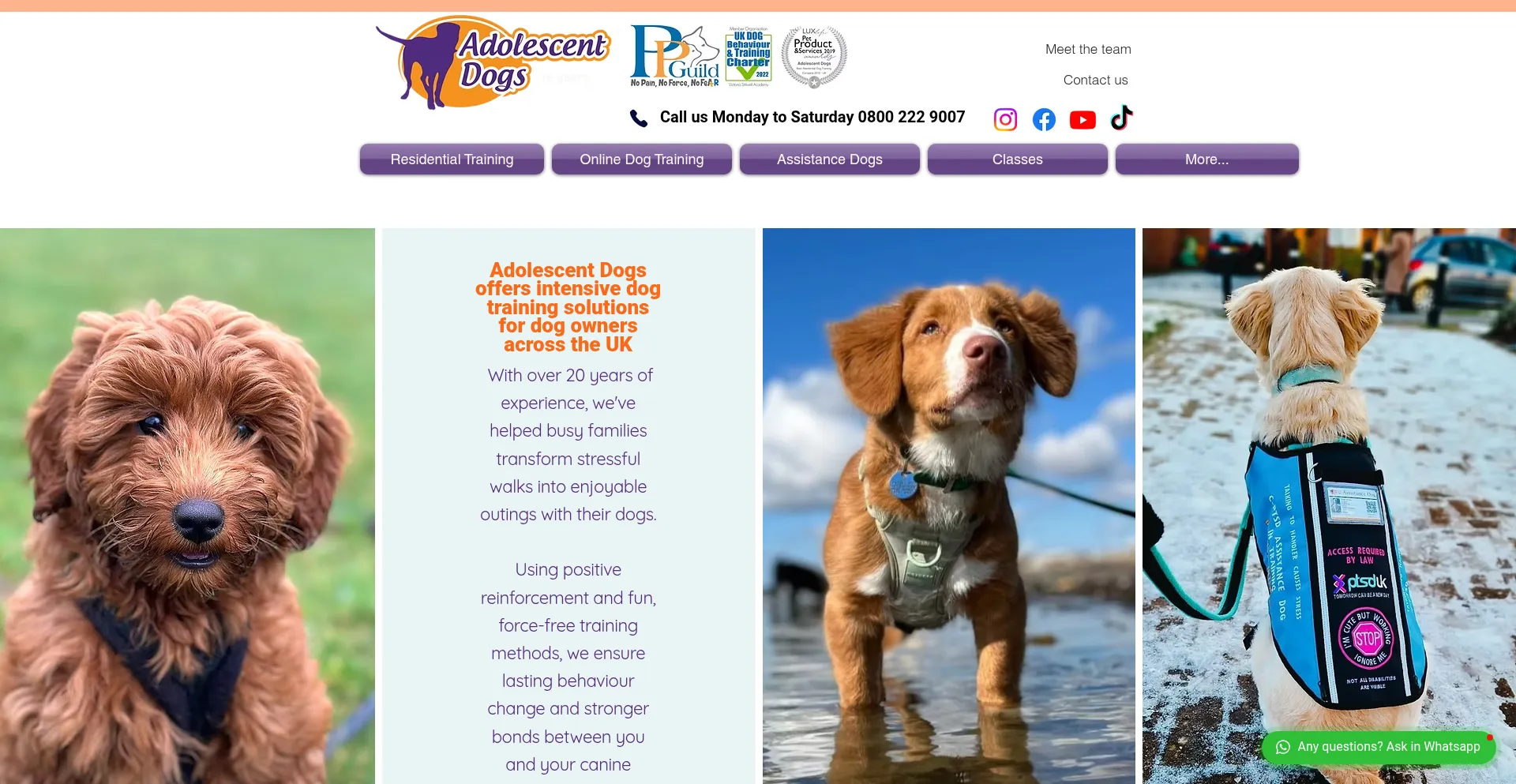 Adolescentdogs.com