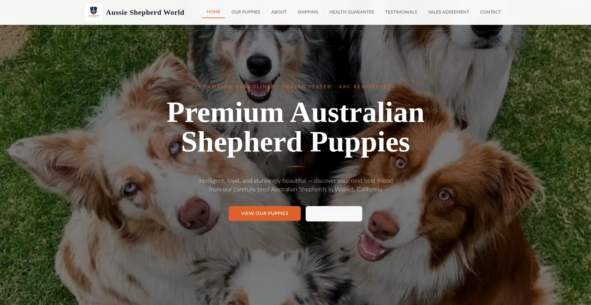 Aussieshepherdworld.com