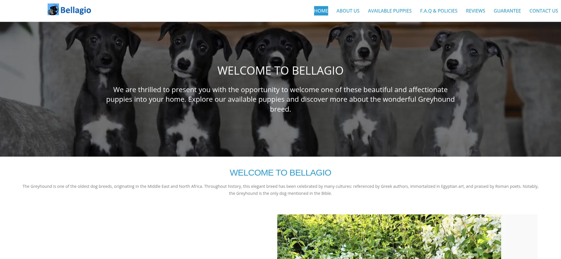 Bellagiogreyhounds.com