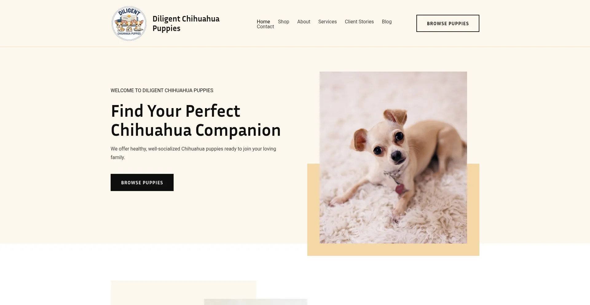Diligentchihuahuapuppies.com
