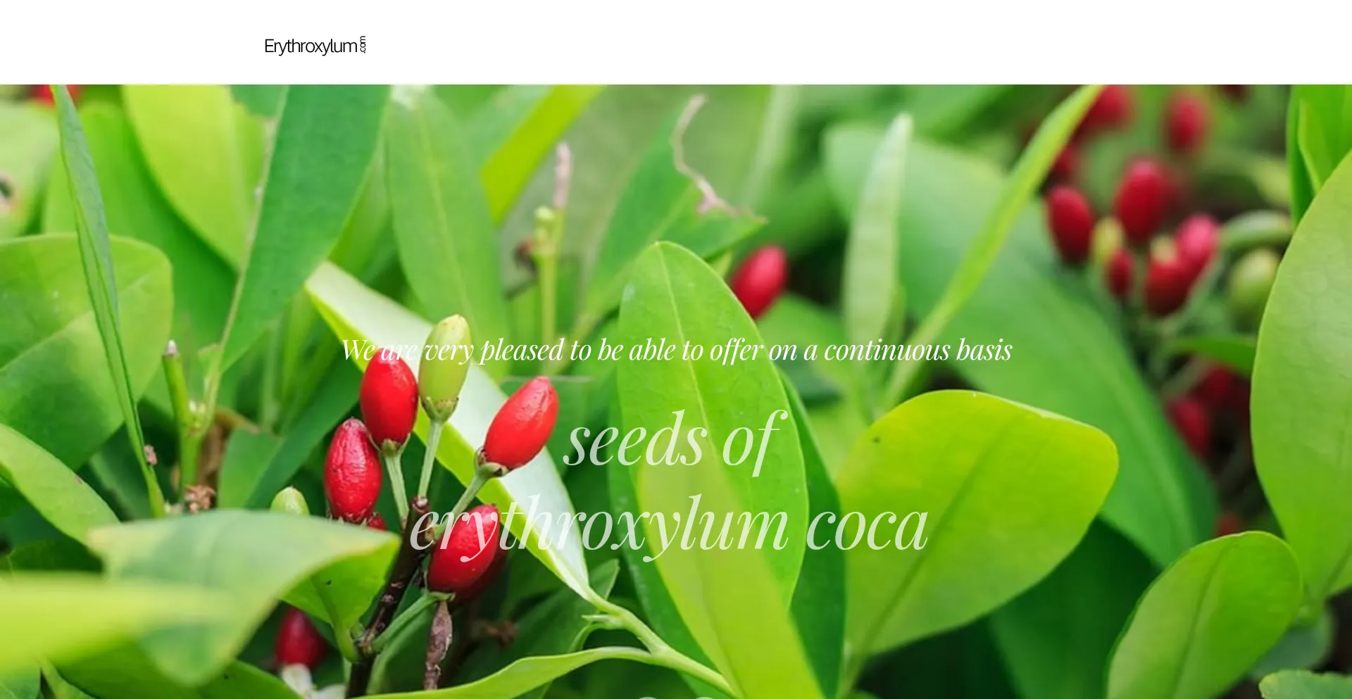Website screenshot of Erythroxylum.com