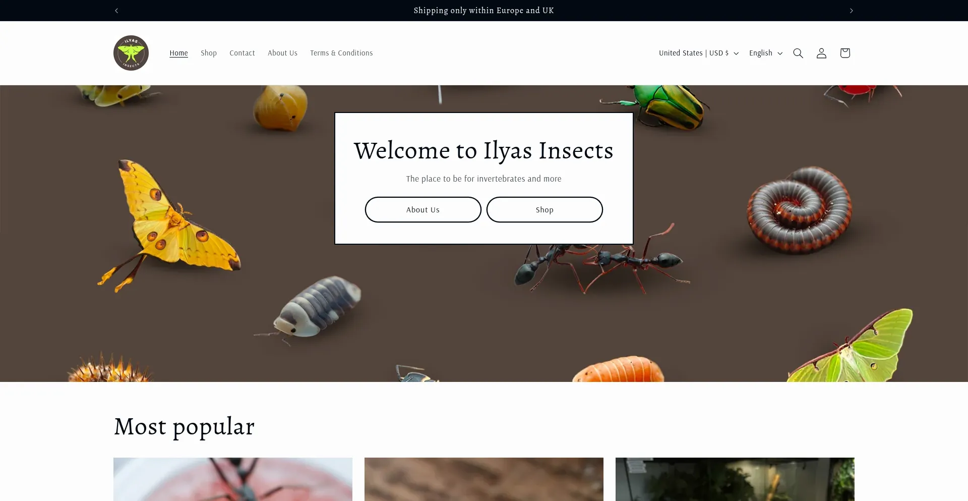Ilyasinsects.com