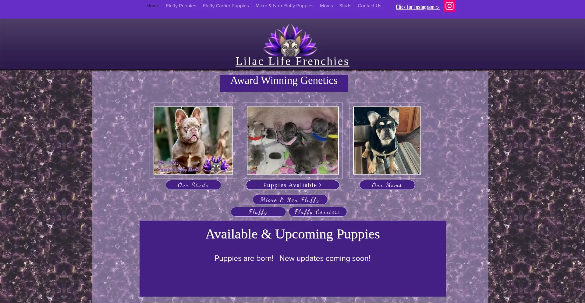 Website screenshot of Lilaclifefrenchies.com