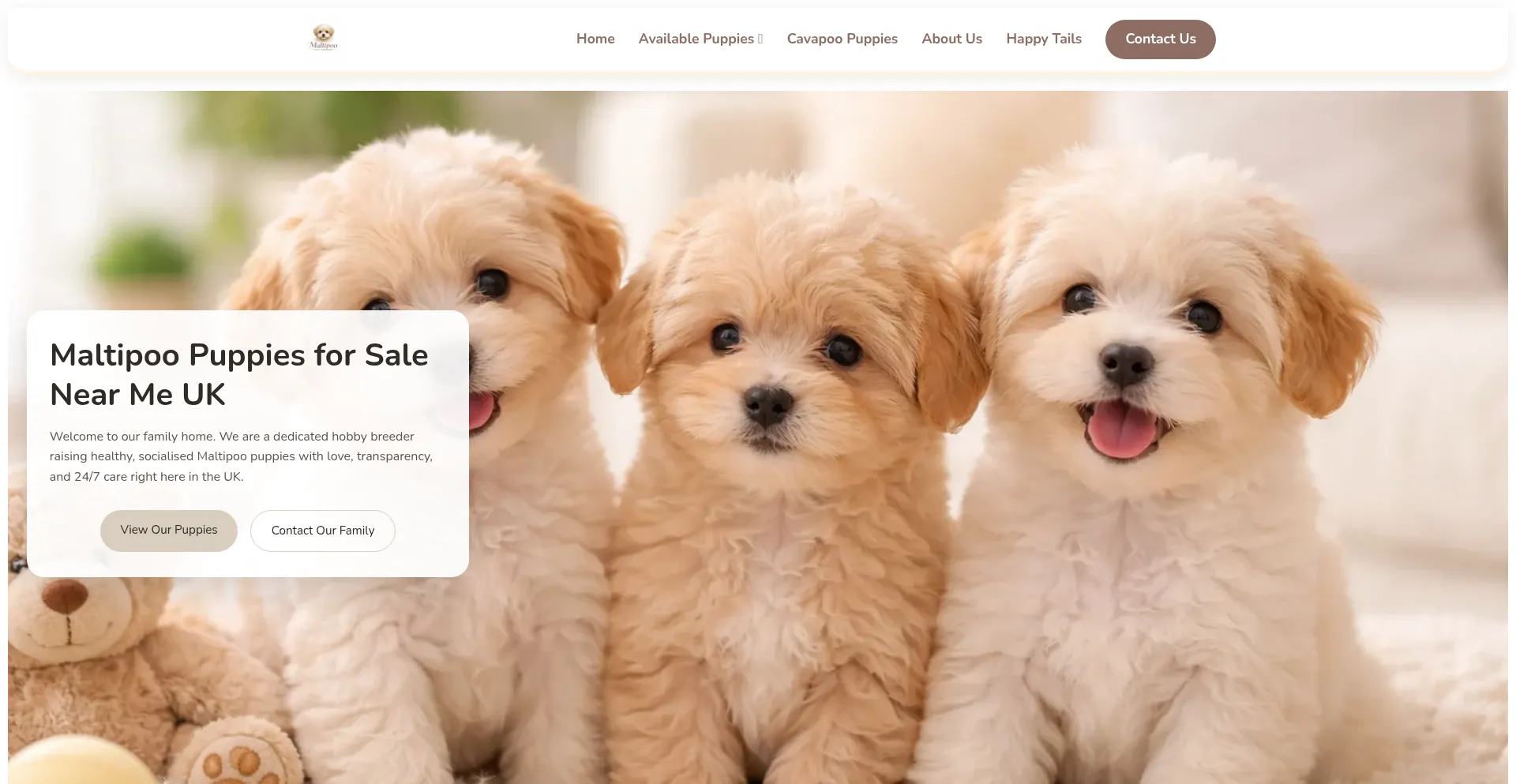 Maltipoopuppiesuk.co.uk