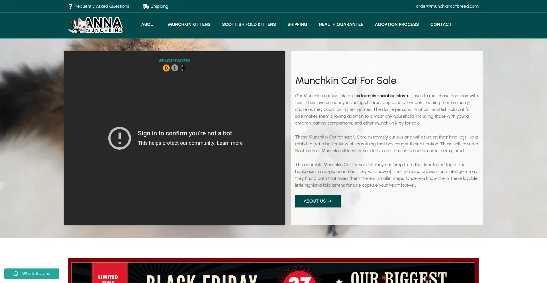 Munchkincatbreed.com