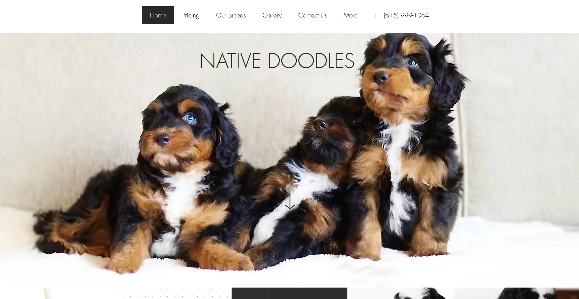 Nativedoodles.com 安全可靠吗？