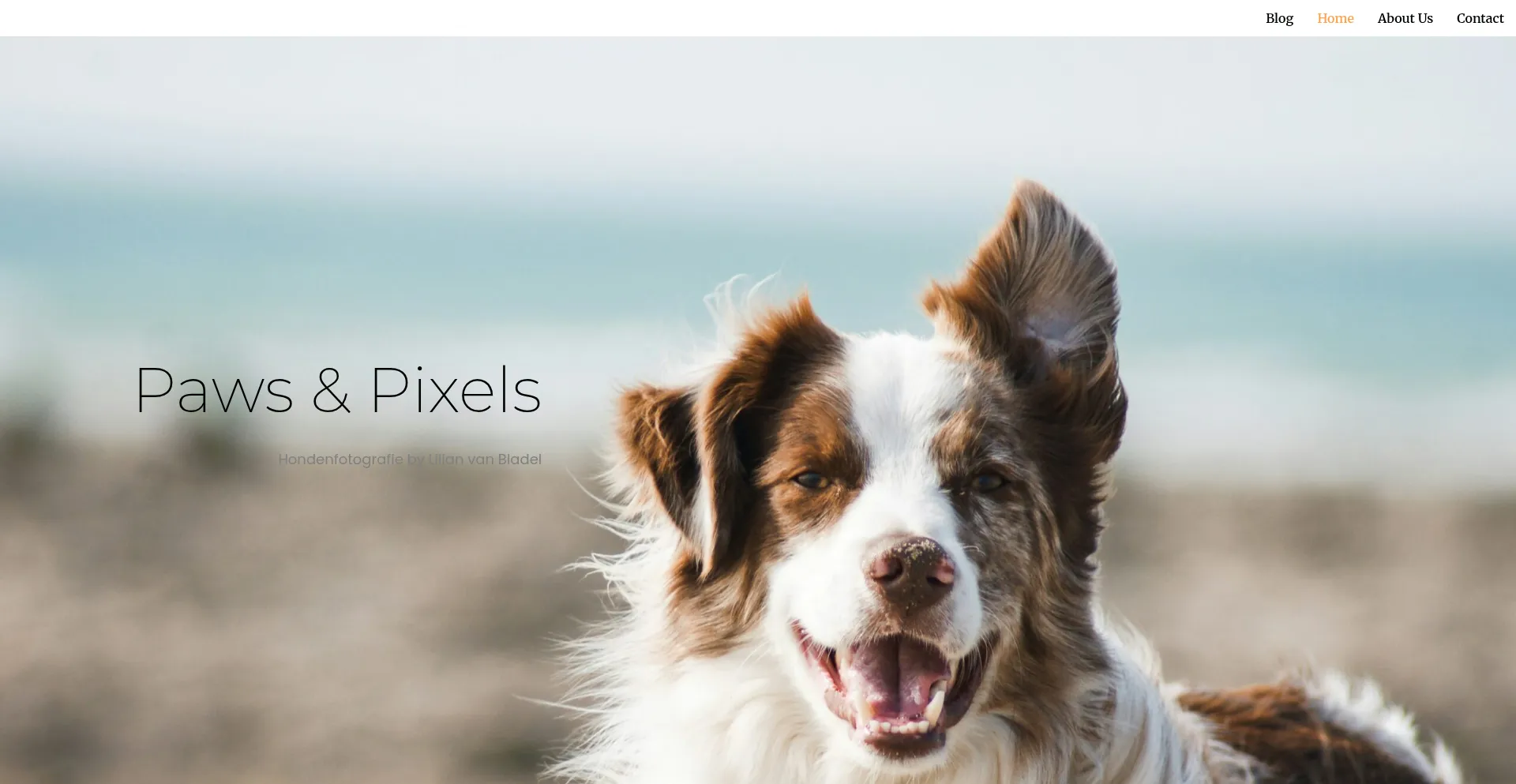 Paws-pixels.nl