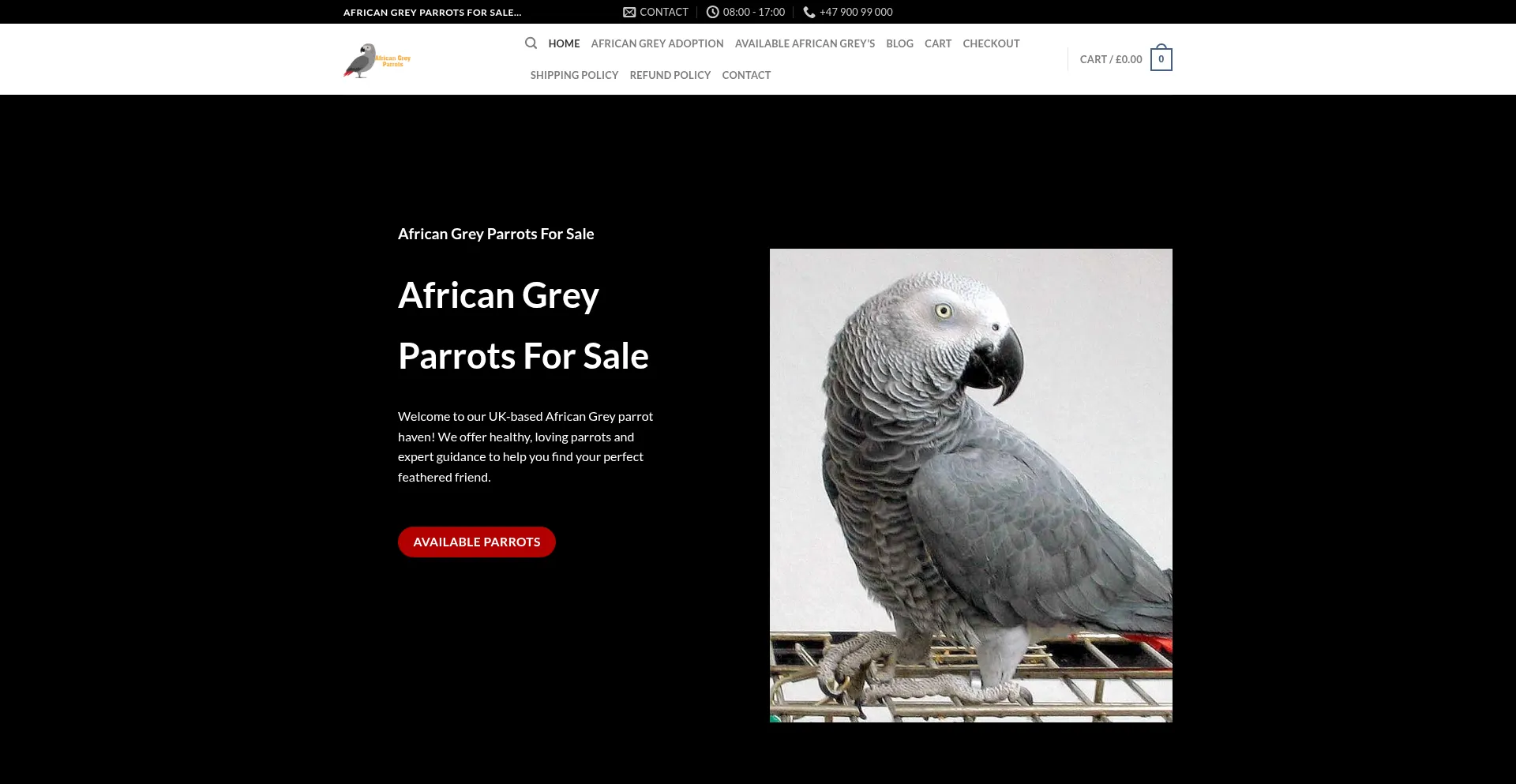 Peterafricangreyparrot.co.uk