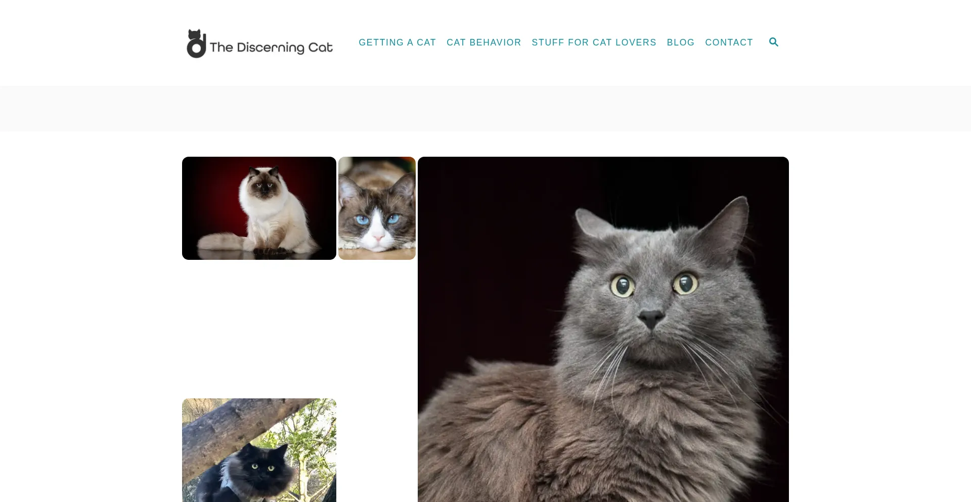 Thediscerningcat.com