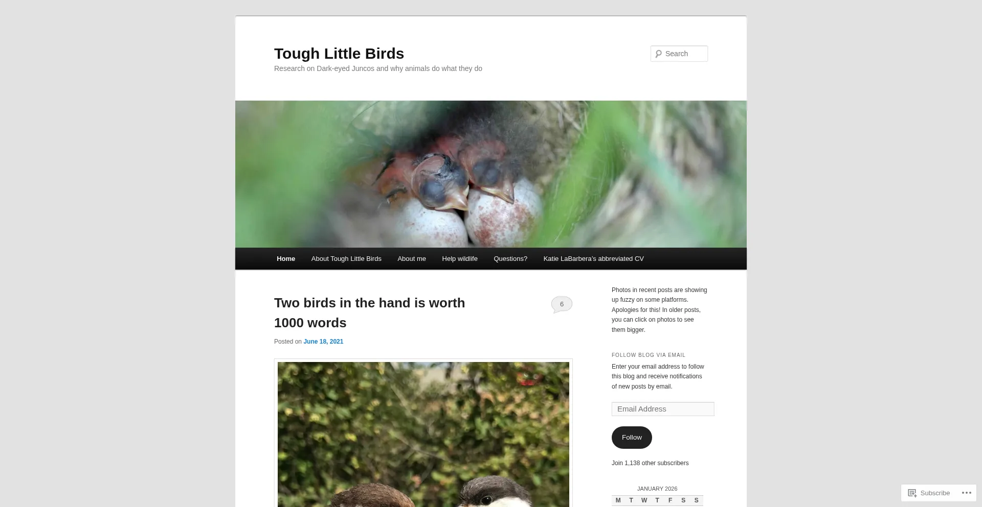 Toughlittlebirds.com