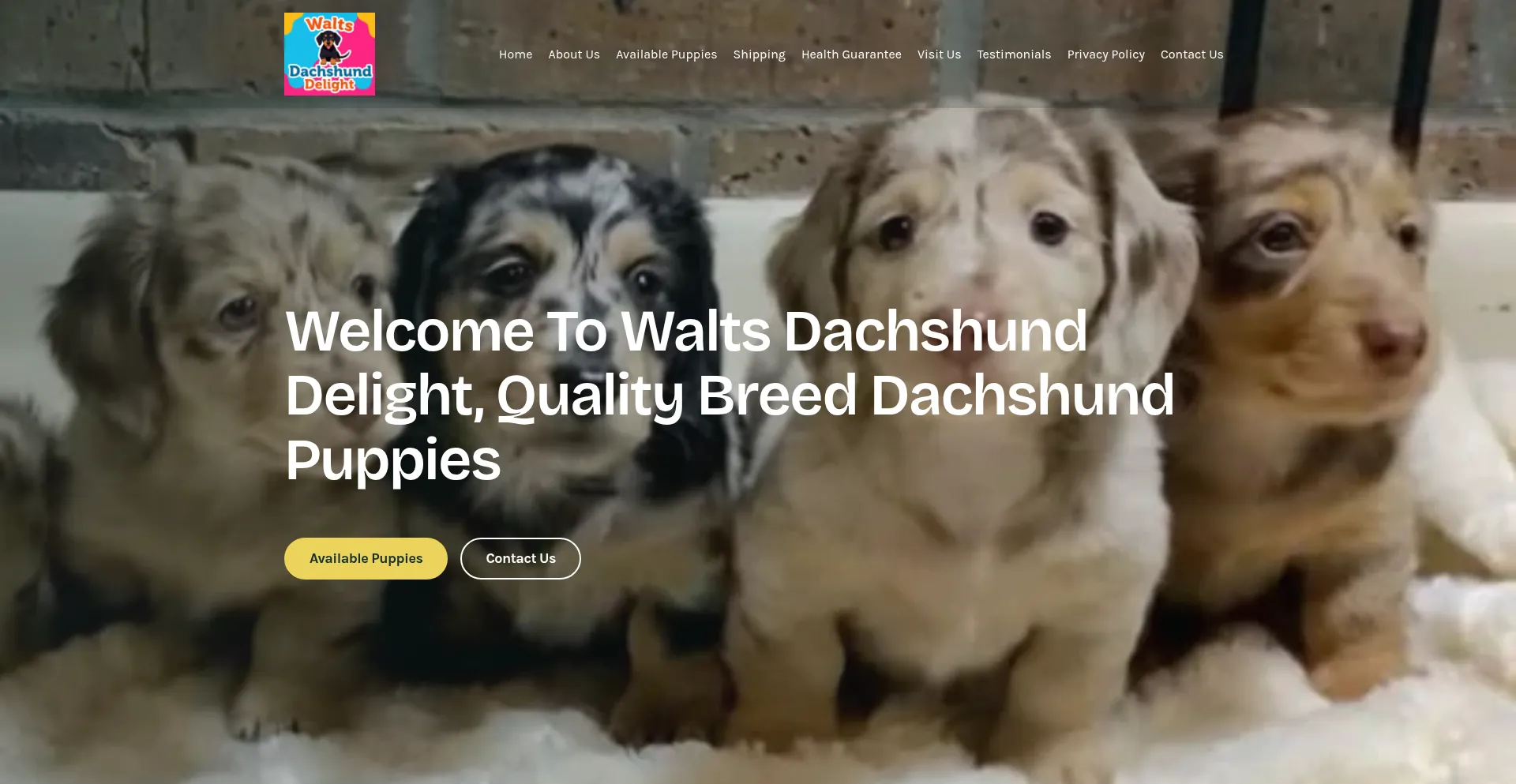 Waltsdachshunddelight.com